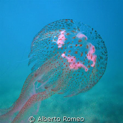 Jellyfish Pelagia noctiluca; it is very urticant. Note th... by Alberto Romeo 